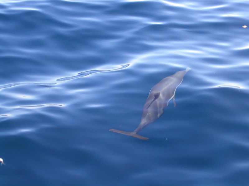 16 Dolphin playing by the boat in the clear water