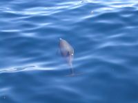 17 Another dolphin