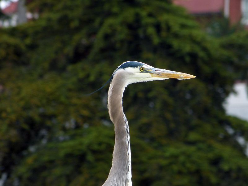 P1000289A (P1000318)