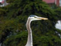 P1000289A (P1000318)