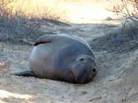 197: Año Nuevo, 13 Jan 2013