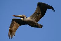 223: Pelikans, 2 Jan 2015