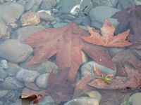 092: Sunol Wilderness, 7 Jan 2007