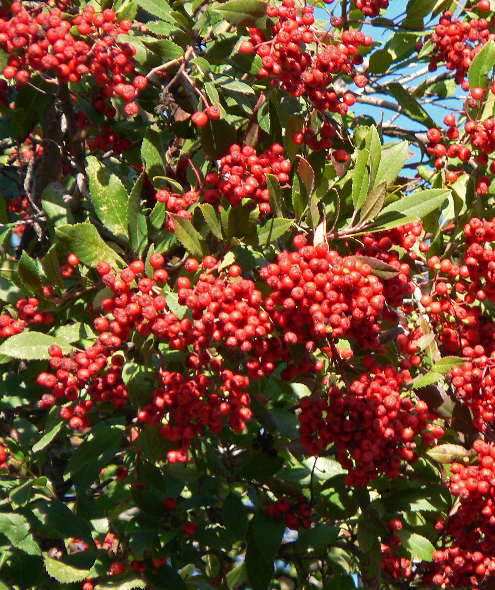 P1000647_edited-2